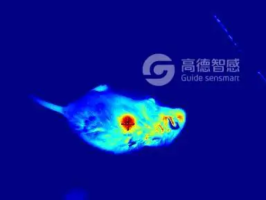 新发现：能不能用热成像仪协助抓老鼠？